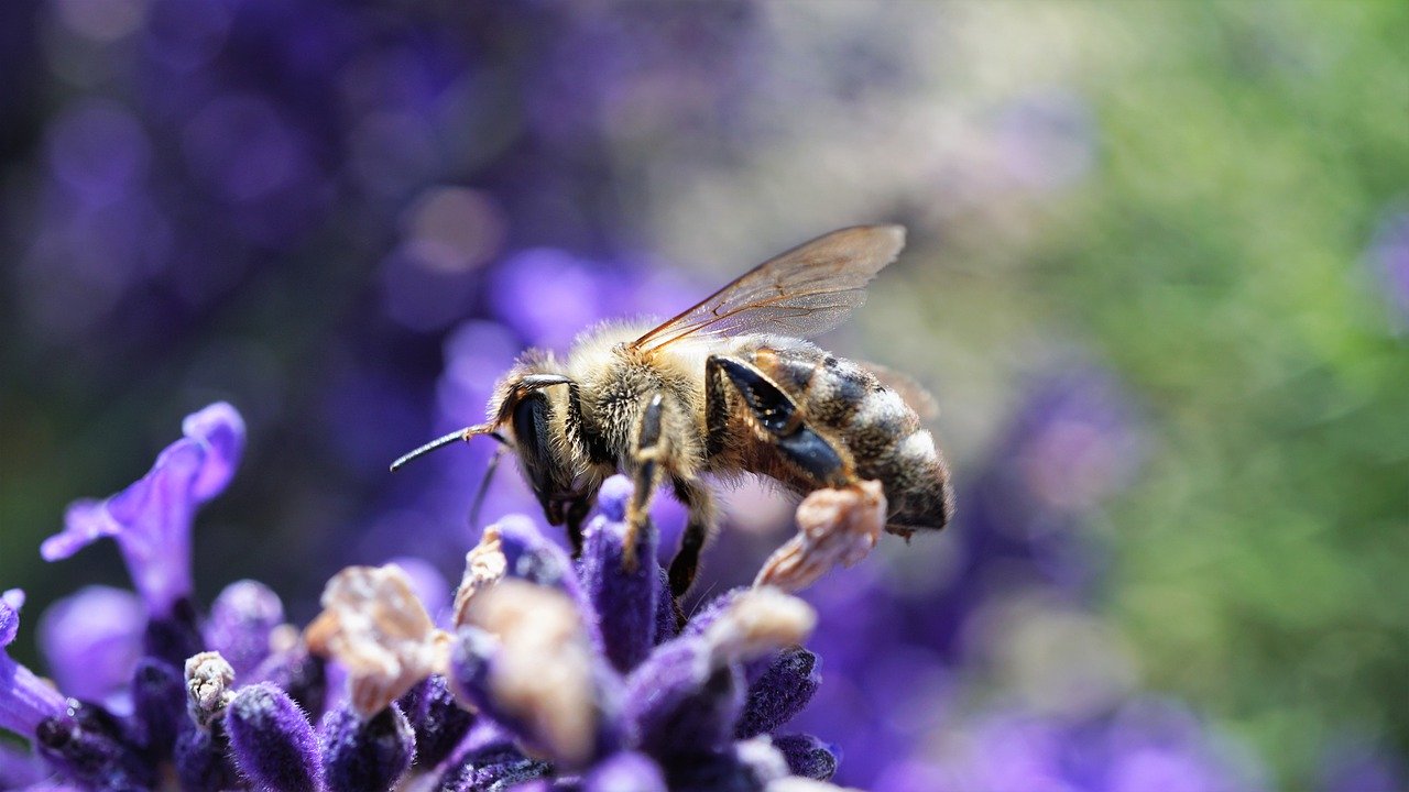 bee-5291235_1280