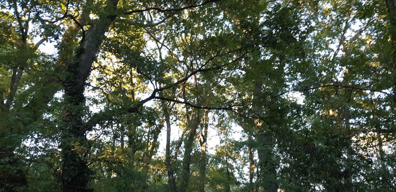 foret1