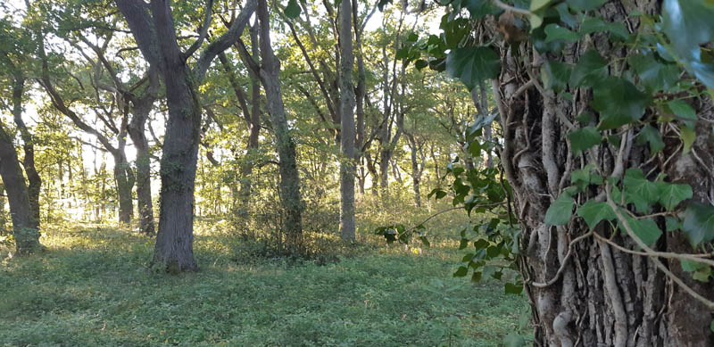 foret2