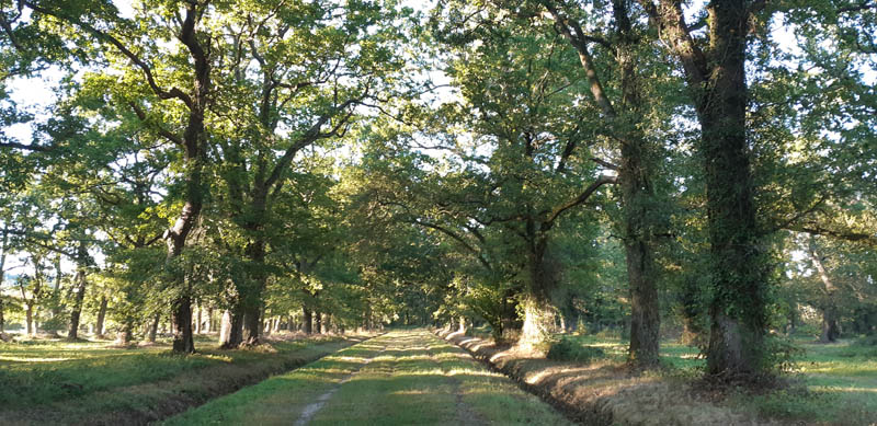 foret3
