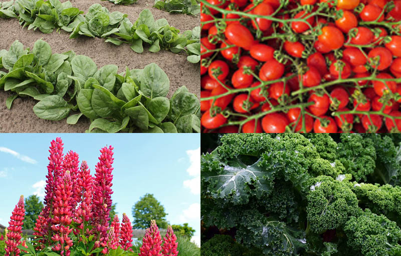 jardin